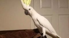 Záväzok dancer disco 90s: parrot tance pod každým