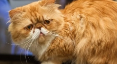 Perzská mačka (foto): zvieratá umelecké čechy