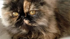 Perzské plemeno mačiek