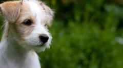 Šteňa prvý účes