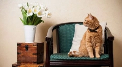 Prvé dni mačky v dome