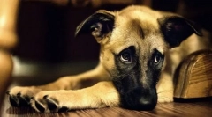 Prvé príznaky ochorenia u psa