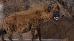 Jaskynná hyena