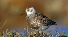 Beengey's sand a sandbook