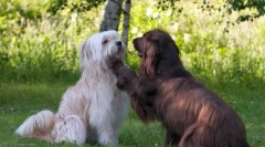 Pyrenean shepherd (foto): born watchman a shepherd