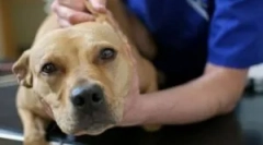 Piroplazmóza: symptómy, diagnostika a liečba