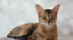 Výživa ašpínskych mačiek: skladovať krmivo alebo prírodné potraviny