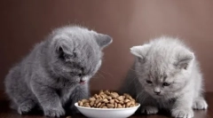Výživa britských mačiek doma