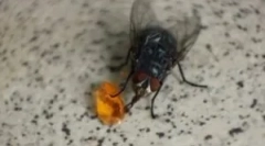 Výživa domácich a iných mušiek