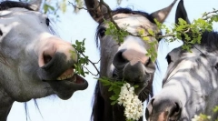 Konské jedlo a zvyky