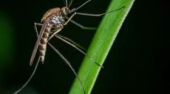 Potravinové komáre a imaginárne krv