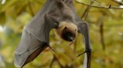 Výživa prchavých myší v prírode a domov