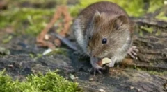 Potravinové myši vo voľne žijúcich živočíchovi a domove