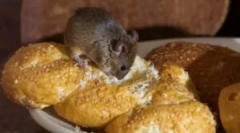 Výživové myši v dome a majú radi syr