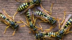 Výživa os a osin honey