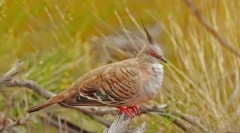 Pichľavý. Rodina vtákov