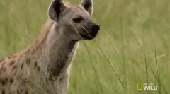 Spotted hyena - grozny africký predátor