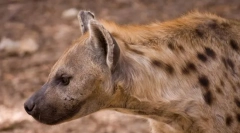 Škvrnité hyena