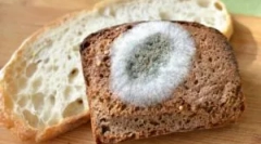 Forma huby na chlieb a príčiny ich vzhľadu