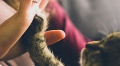 Obsah profesionálov a mačky