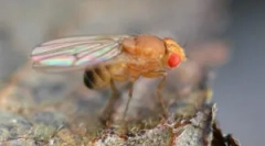 Ovocné mušky drosophila