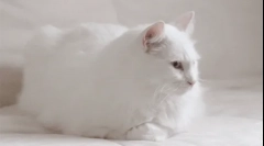 Prečo biele mačky nepočujú?