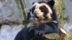 Prečo biele medvede nežijú v antarktíde, ale tučniakoch - v arktíde