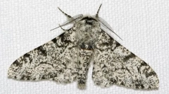 Prečo birch pavúky majú inú farbu?