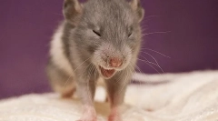 Prečo sneezes rat: príčiny, príznaky a liečba, čo robiť