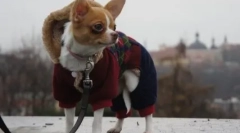 Prečo chihuahua triasť a čo môžete urobiť