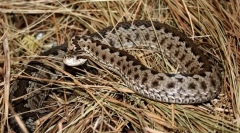 Prečo sa vijuku nazýva fialová