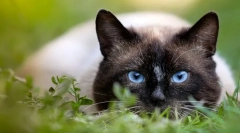 Prečo hovoria, že mačka má 9 životy?