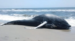 Prečo sú veľryby hodené na brehu?