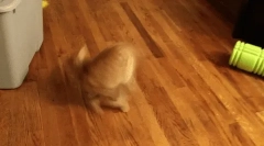 Prečo mačka beží za chvostom?