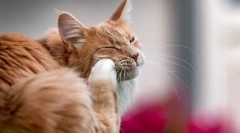 Prečo mačka poškriaba ucho a otrasie hlavu?