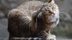 Prečo je mačka nakreslená, ak neexistuje blcha?