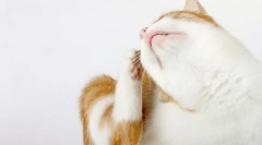 Prečo je mačka svätosť?