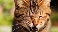 Prečo cat chiatets?