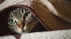 Prečo mačka točí?