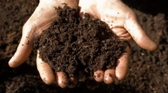 Prečo cat eats land