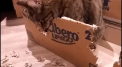 Prečo cat nibbles cardboard box?