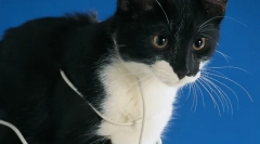 Prečo cat hrýzť drôty