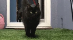 Prečo mačka prejde za mňa?