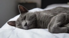 Prečo mačka chrápanie?