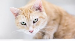 Prečo mačka kašeľ a zvitky?