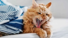 Prečo mačka kašeľ?