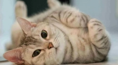 Prečo mačka jazdí na podlahe?