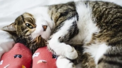 Prečo mačka uhryzne za nohami