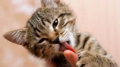 Prečo mačka olizuje ruky?