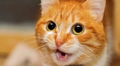 Prečo mačka meows a zdvíha zadok?